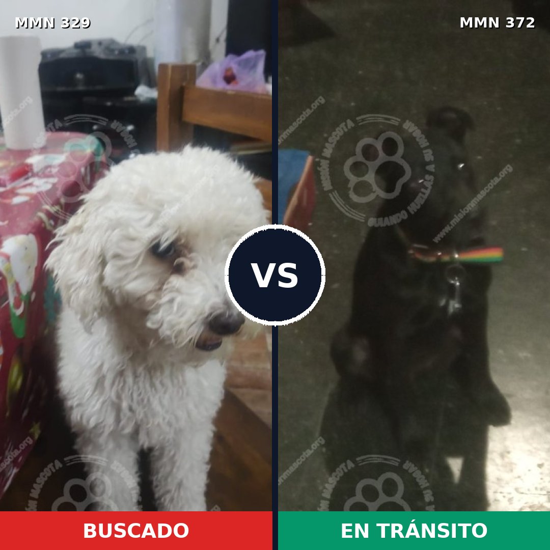Comparativa MMS 6538: mascota perdida y mascota encontrada, 36% de similitud