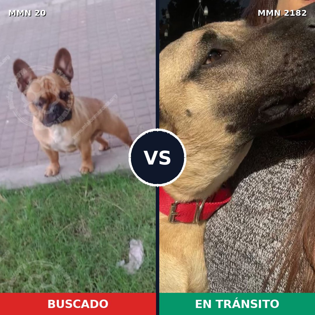 Comparativa MMS 65380: mascota perdida y mascota encontrada, 27% de similitud