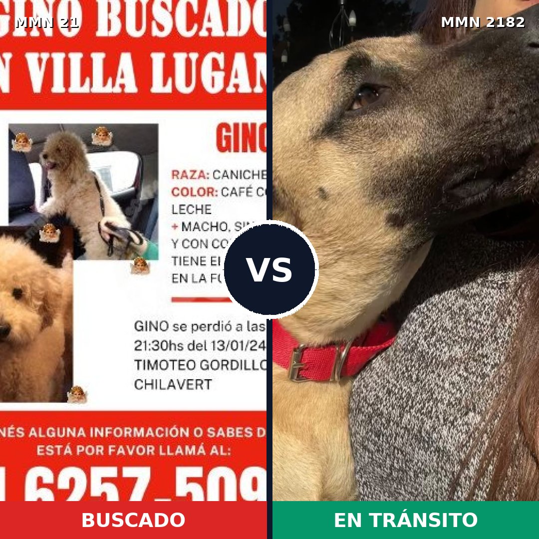 Comparativa MMS 65381: mascota perdida y mascota encontrada, 27% de similitud
