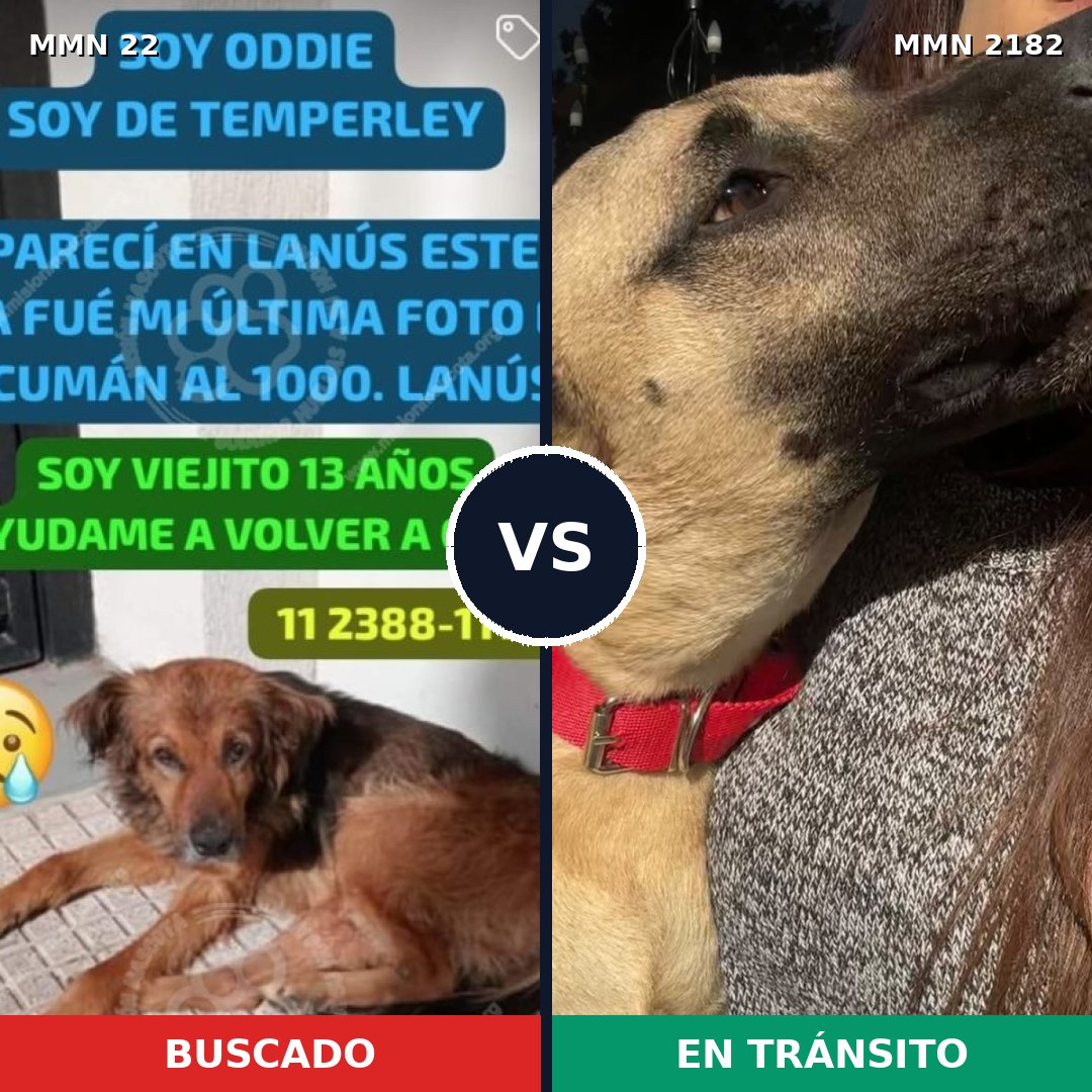 Comparativa MMS 65382: mascota perdida y mascota encontrada, 51% de similitud