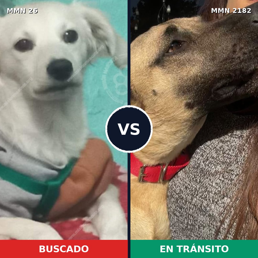 Comparativa MMS 65383: mascota perdida y mascota encontrada, 43% de similitud