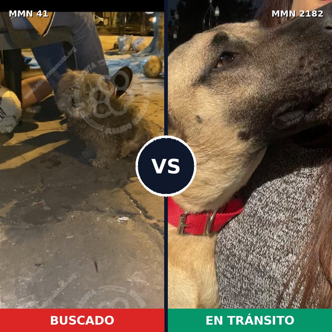 Comparativa MMS 65385: mascota perdida y mascota encontrada, 41% de similitud