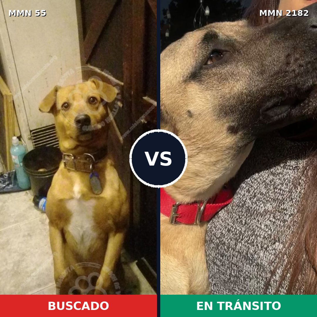Comparativa MMS 65387: mascota perdida y mascota encontrada, 61% de similitud