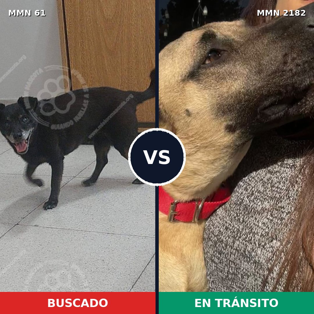 Comparativa MMS 65388: mascota perdida y mascota encontrada, 51% de similitud