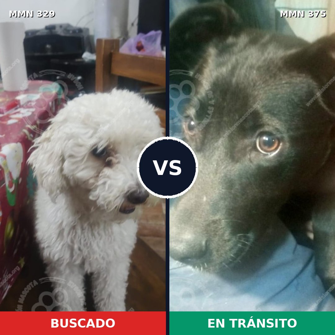 Comparativa MMS 6539: mascota perdida y mascota encontrada, 31% de similitud