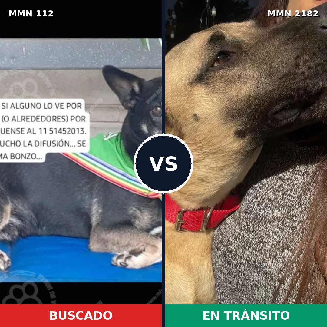 Comparativa MMS 65391: mascota perdida y mascota encontrada, 55% de similitud