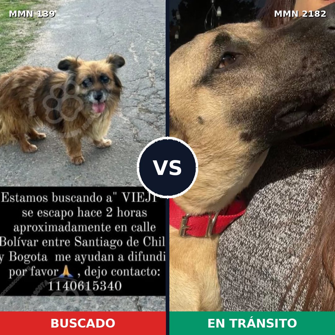 Comparativa MMS 65392: mascota perdida y mascota encontrada, 51% de similitud