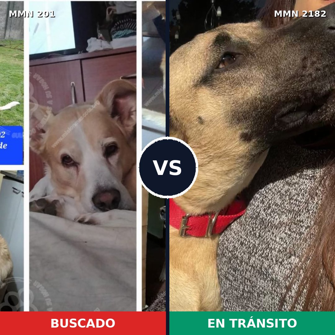 Comparativa MMS 65393: mascota perdida y mascota encontrada, 74% de similitud