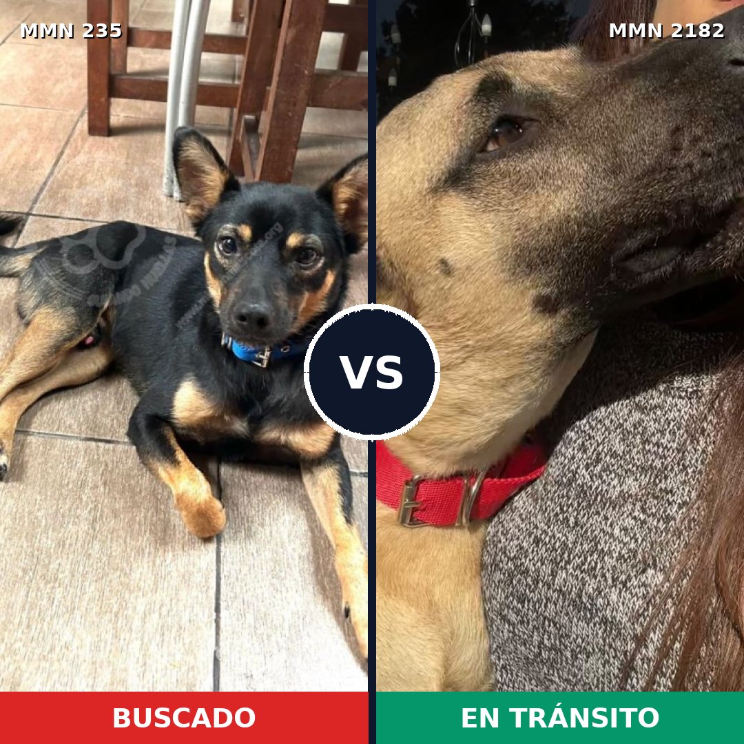 Comparativa MMS 65394: mascota perdida y mascota encontrada, 45% de similitud