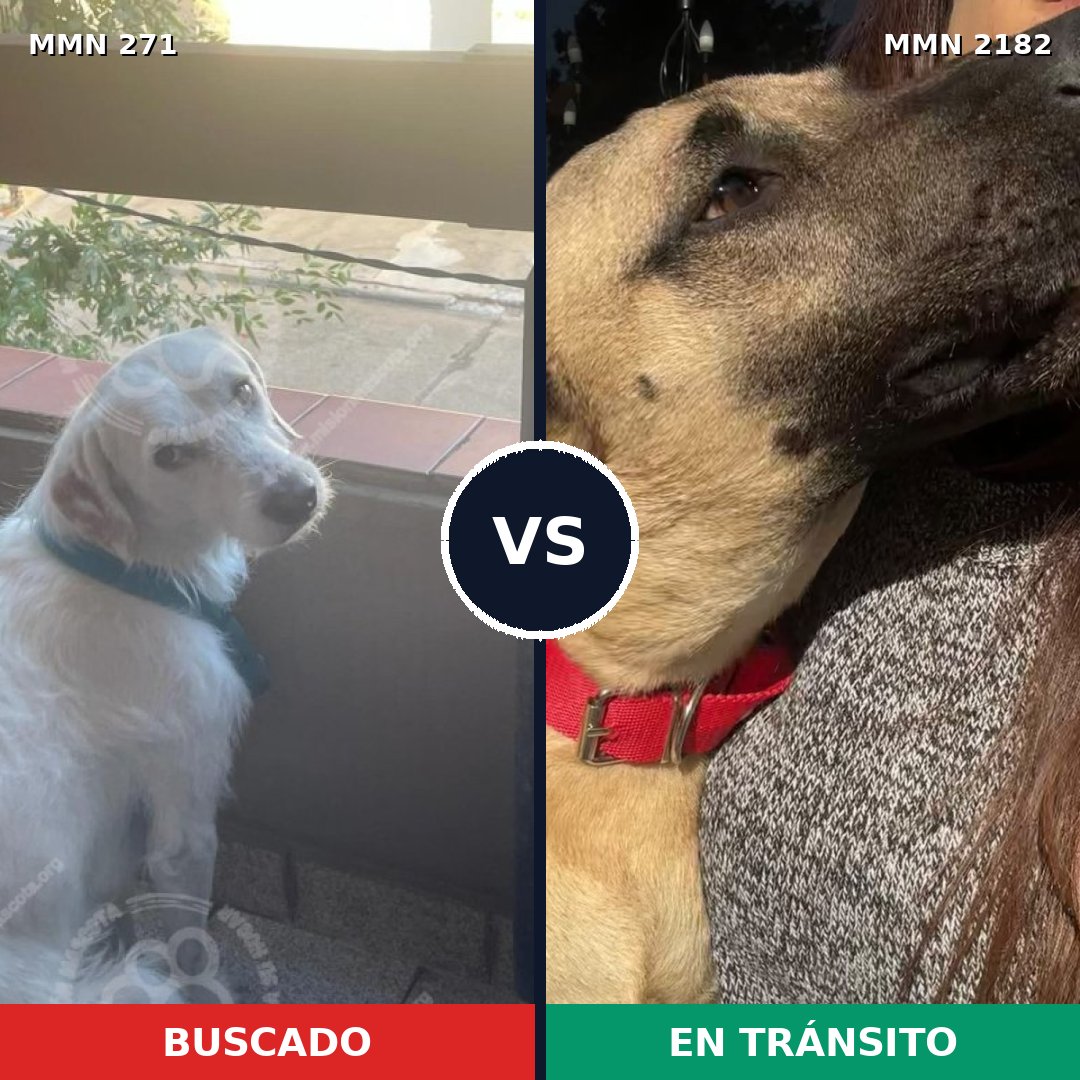 Comparativa MMS 65395: mascota perdida y mascota encontrada, 54% de similitud
