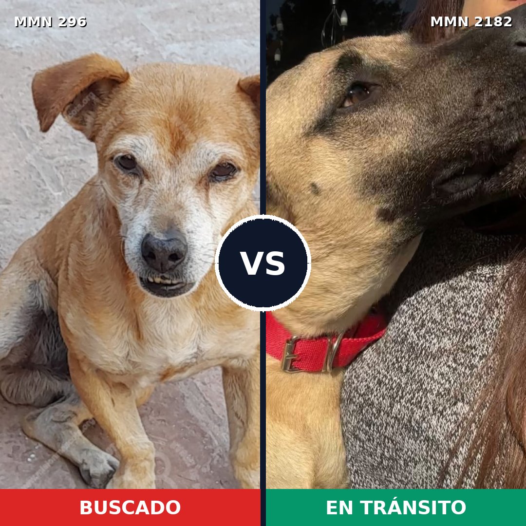 Comparativa MMS 65396: mascota perdida y mascota encontrada, 60% de similitud