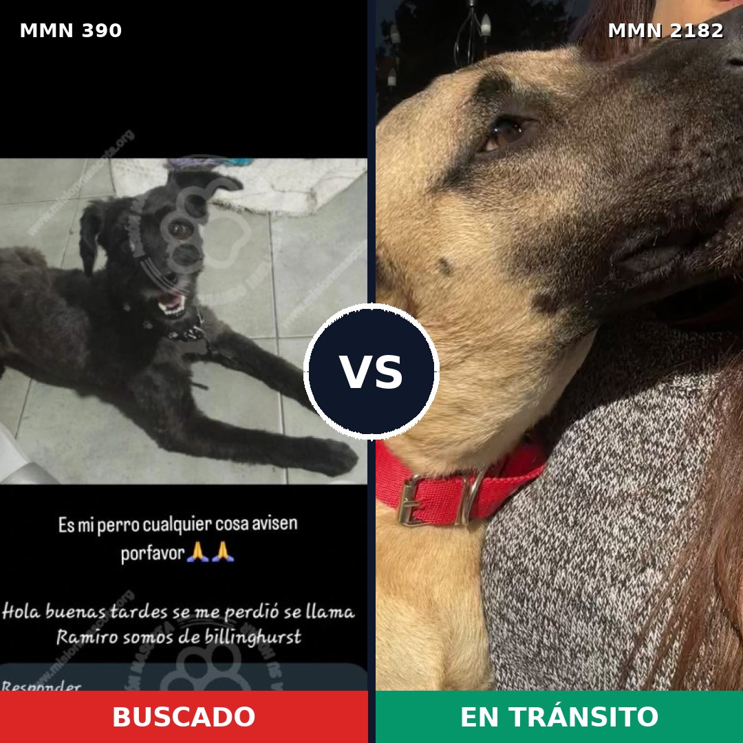 Comparativa MMS 65399: mascota perdida y mascota encontrada, 40% de similitud