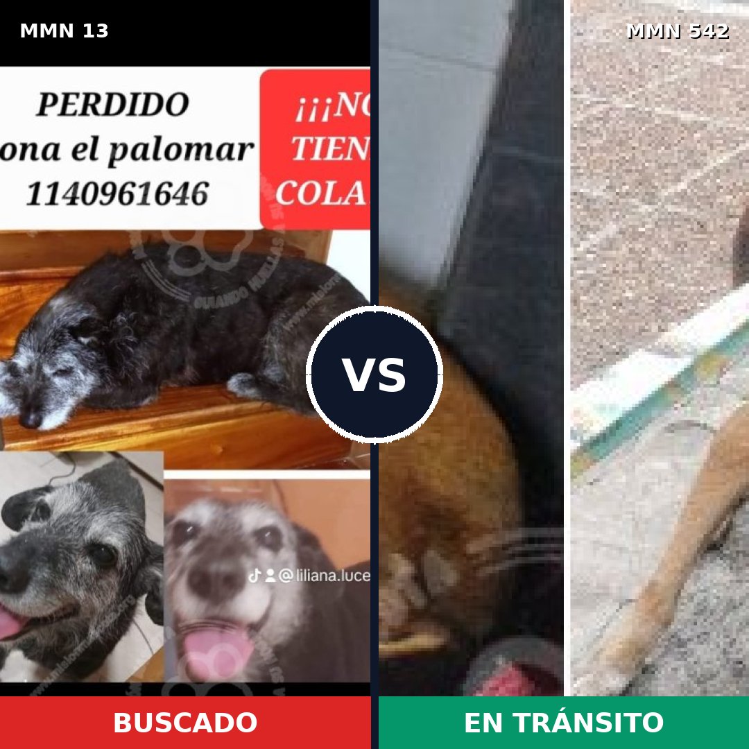 Comparativa MMS 654: mascota perdida y mascota encontrada, 64% de similitud