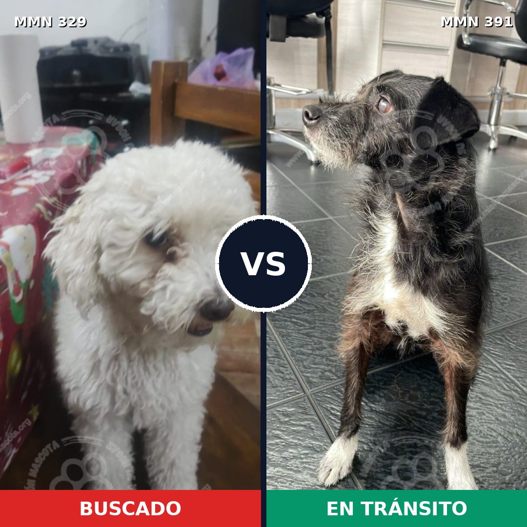 Comparativa MMS 6540: mascota perdida y mascota encontrada, 38% de similitud