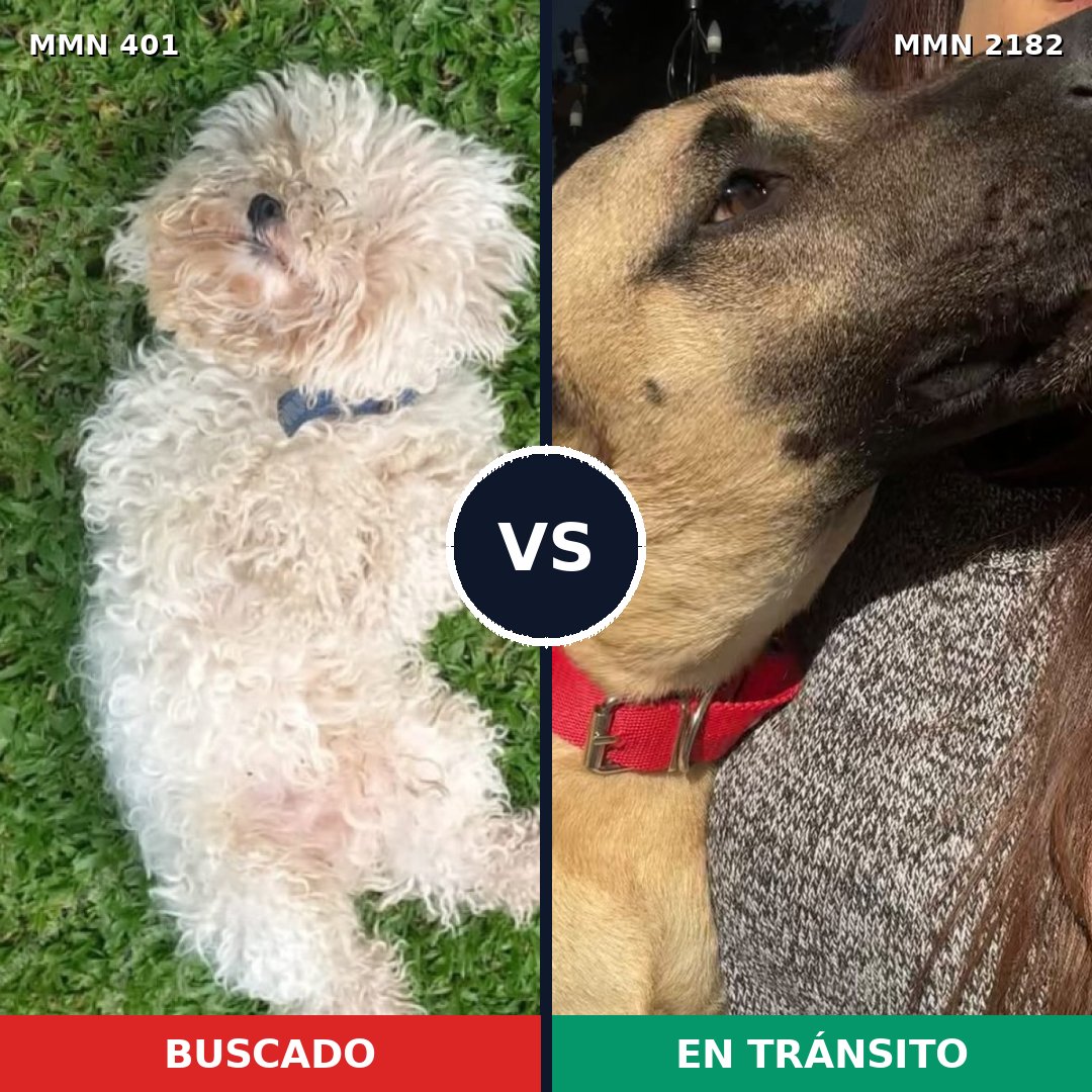 Comparativa MMS 65400: mascota perdida y mascota encontrada, 22% de similitud