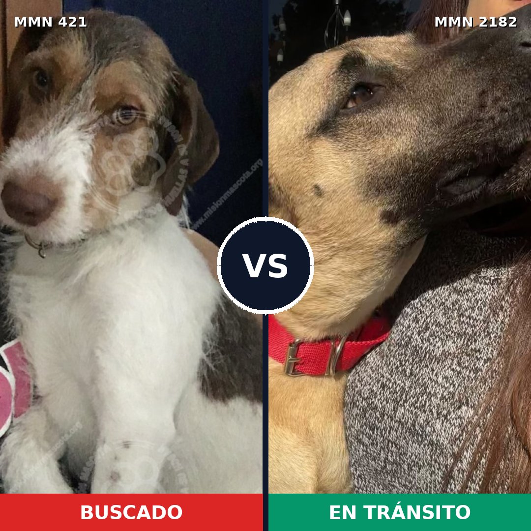 Comparativa MMS 65401: mascota perdida y mascota encontrada, 59% de similitud