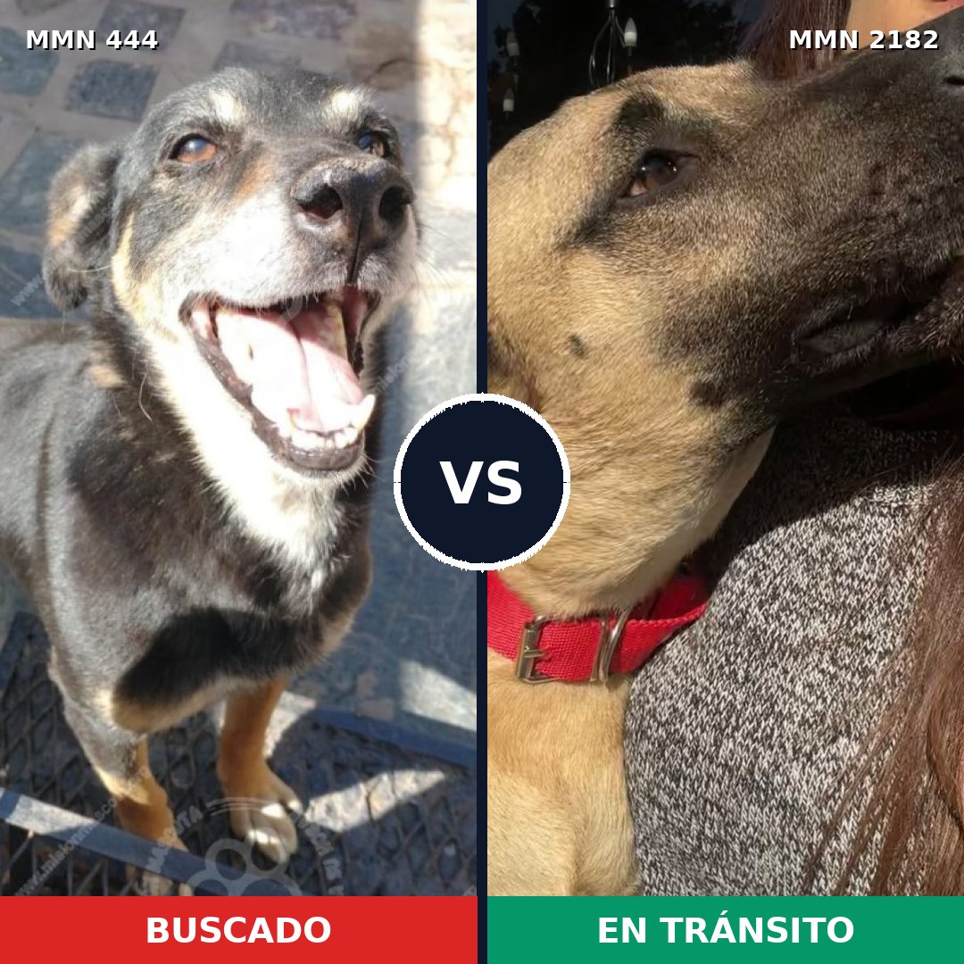 Comparativa MMS 65403: mascota perdida y mascota encontrada, 70% de similitud