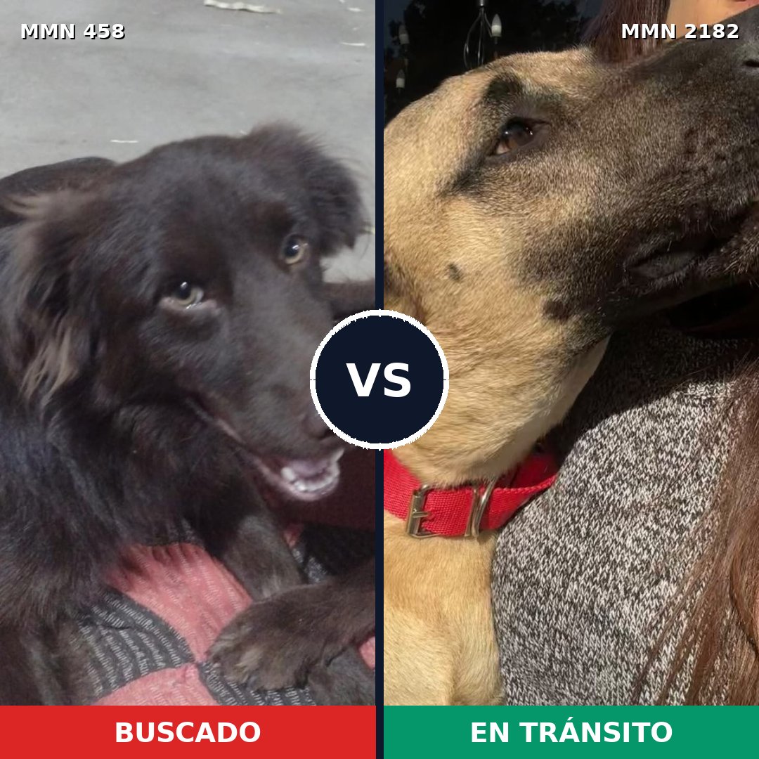 Comparativa MMS 65404: mascota perdida y mascota encontrada, 57% de similitud