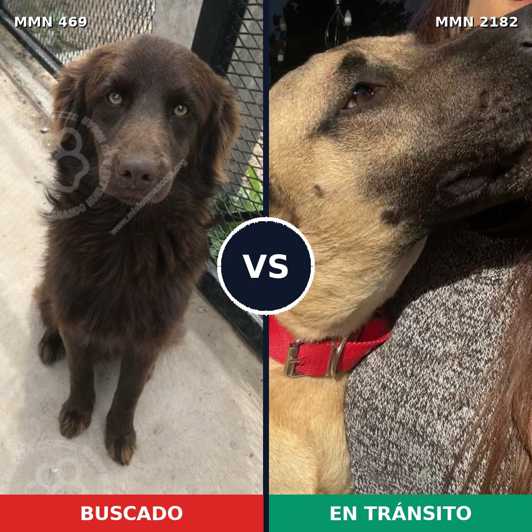 Comparativa MMS 65405: mascota perdida y mascota encontrada, 57% de similitud