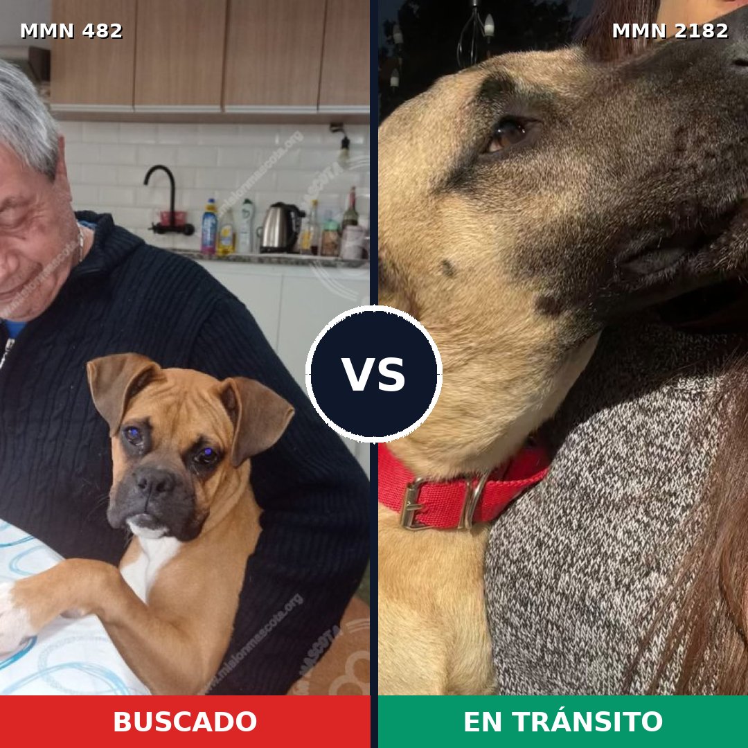 Comparativa MMS 65406: mascota perdida y mascota encontrada, 57% de similitud