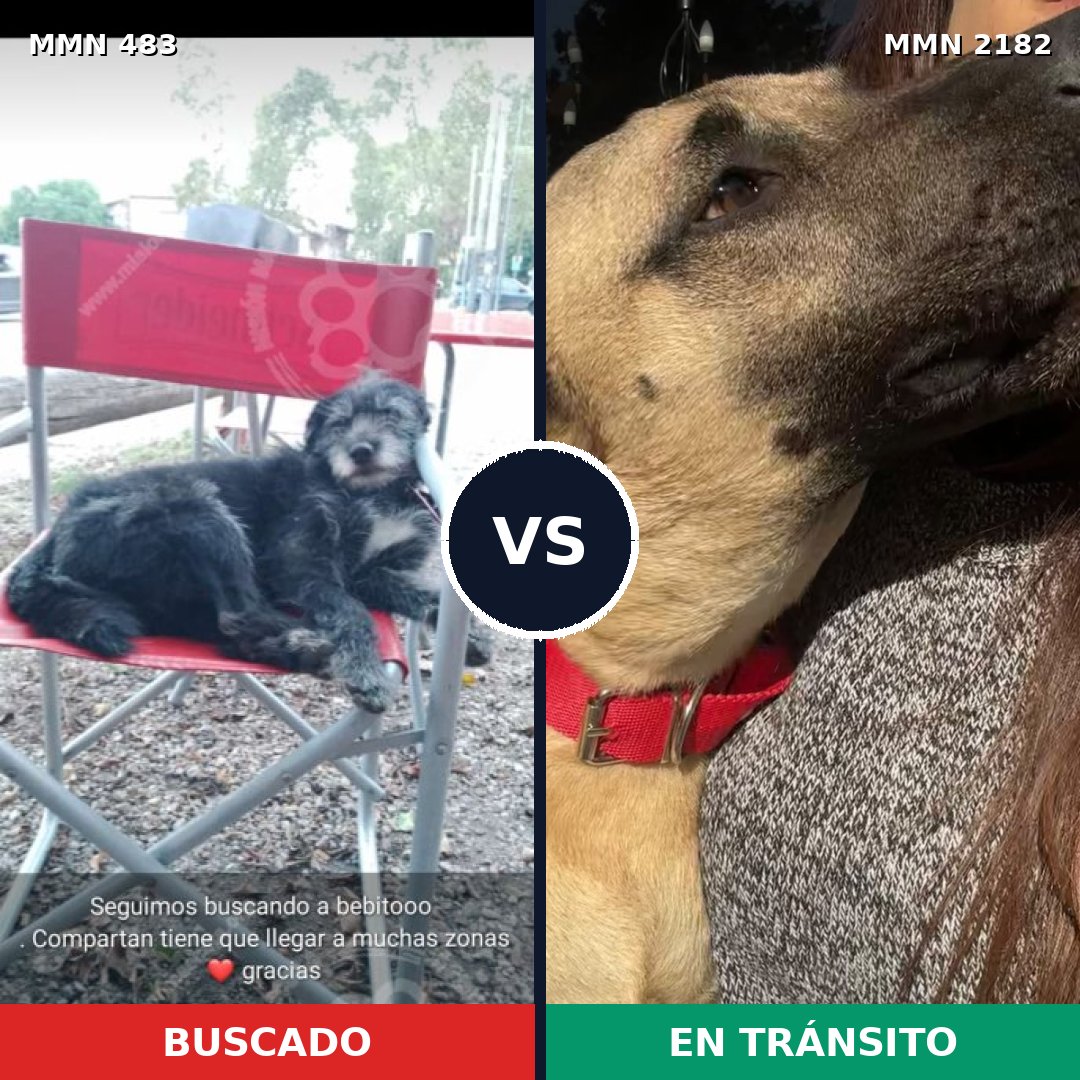 Comparativa MMS 65407: mascota perdida y mascota encontrada, 56% de similitud