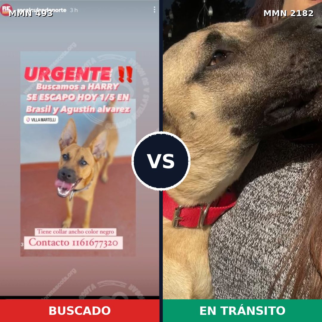 Comparativa MMS 65408: mascota perdida y mascota encontrada, 69% de similitud