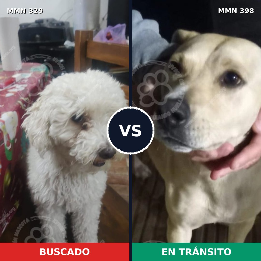 Comparativa MMS 6541: mascota perdida y mascota encontrada, 33% de similitud