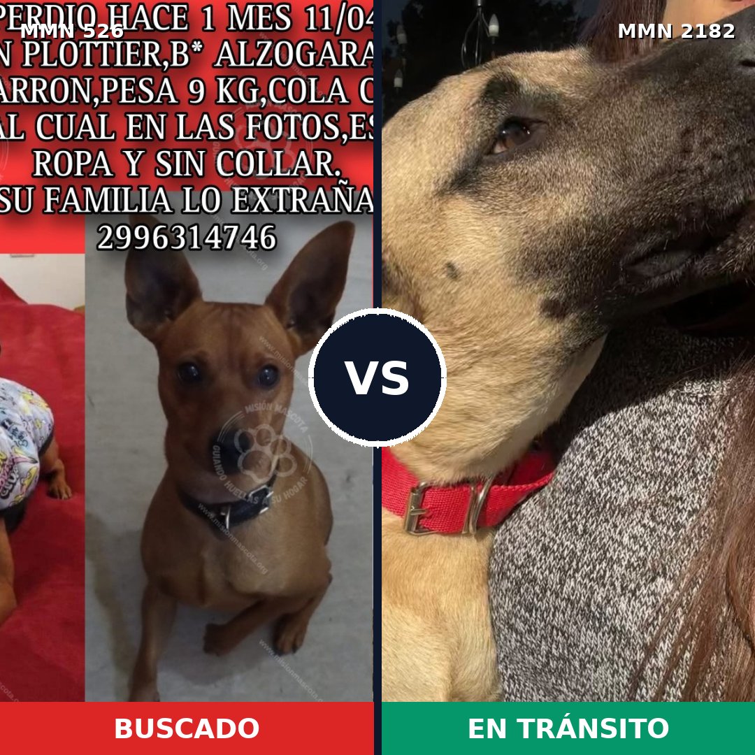 Comparativa MMS 65410: mascota perdida y mascota encontrada, 21% de similitud