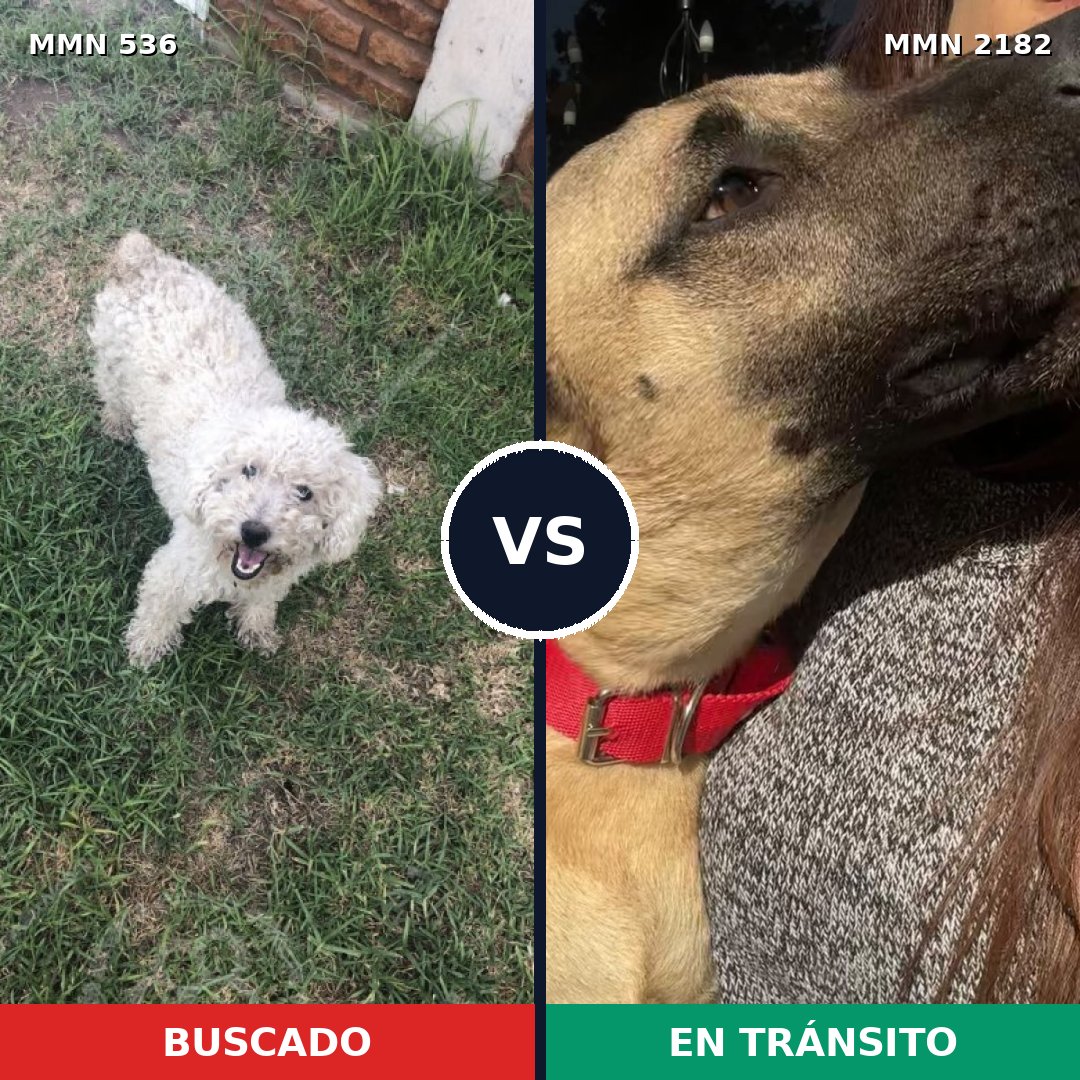 Comparativa MMS 65411: mascota perdida y mascota encontrada, 25% de similitud