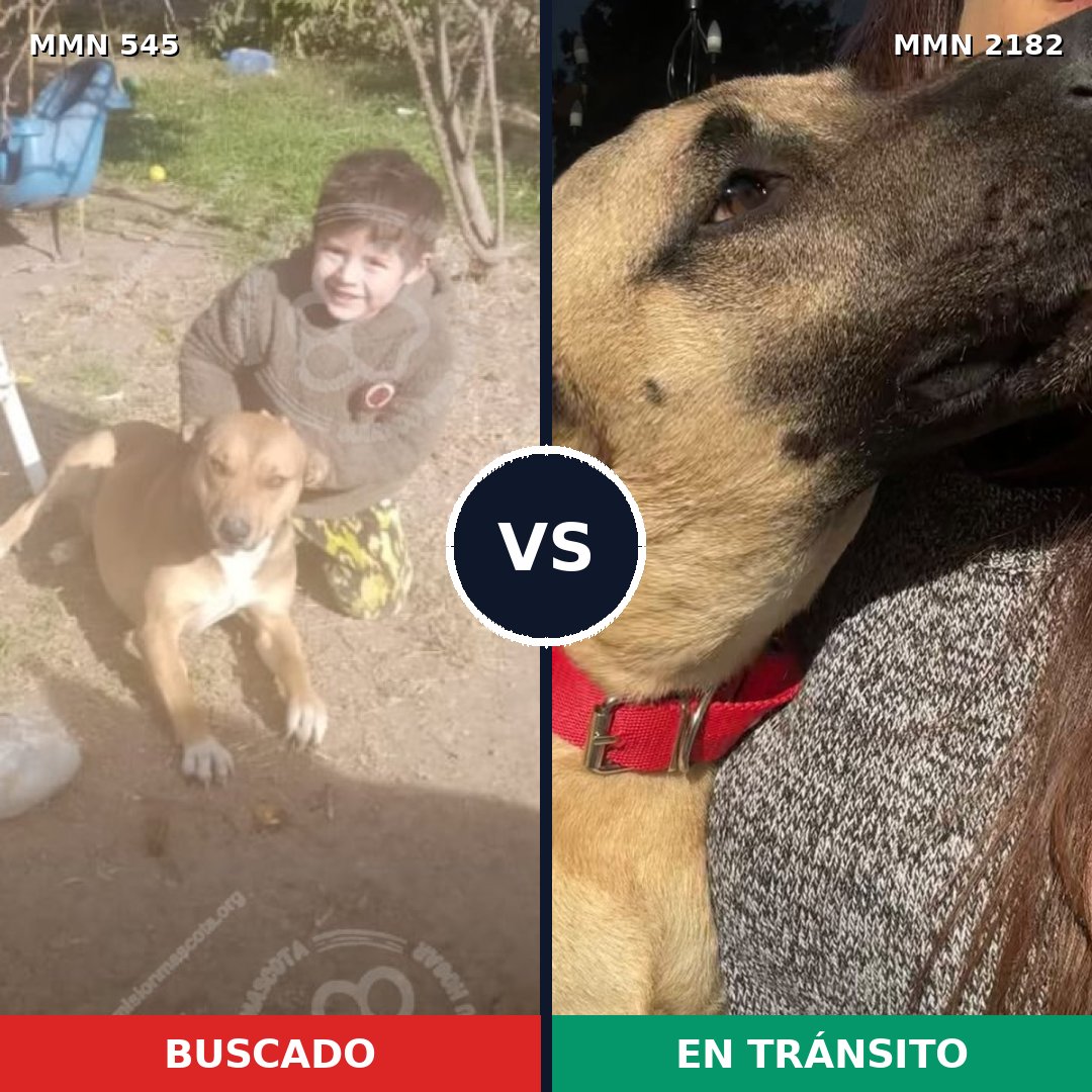 Comparativa MMS 65412: mascota perdida y mascota encontrada, 48% de similitud