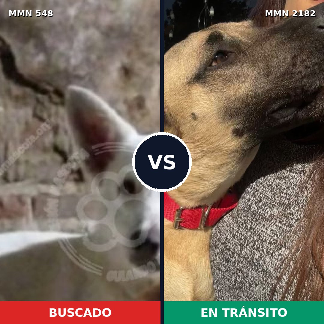 Comparativa MMS 65413: mascota perdida y mascota encontrada, 48% de similitud