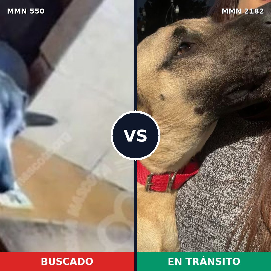 Comparativa MMS 65414: mascota perdida y mascota encontrada, 58% de similitud