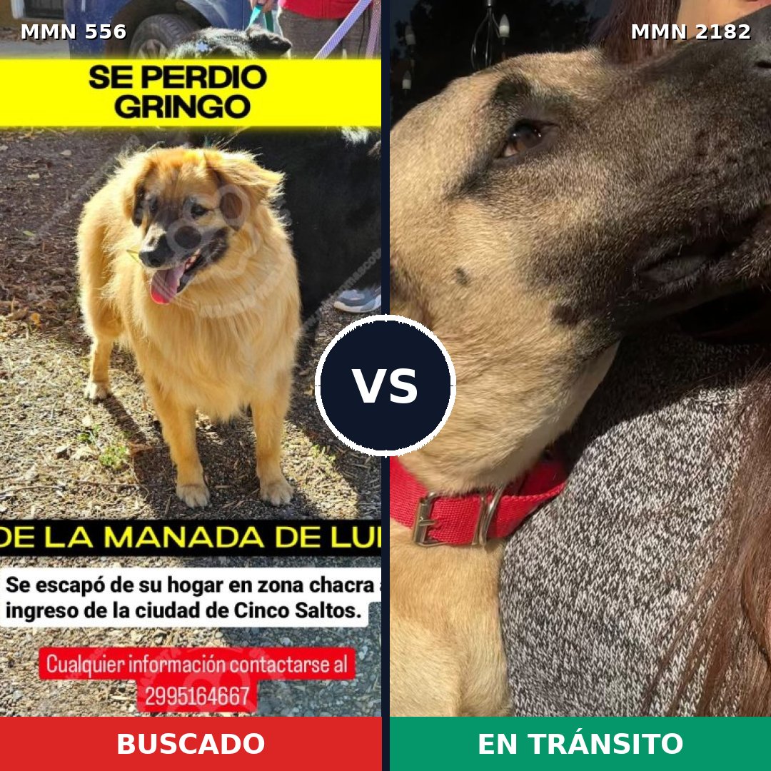 Comparativa MMS 65415: mascota perdida y mascota encontrada, 58% de similitud