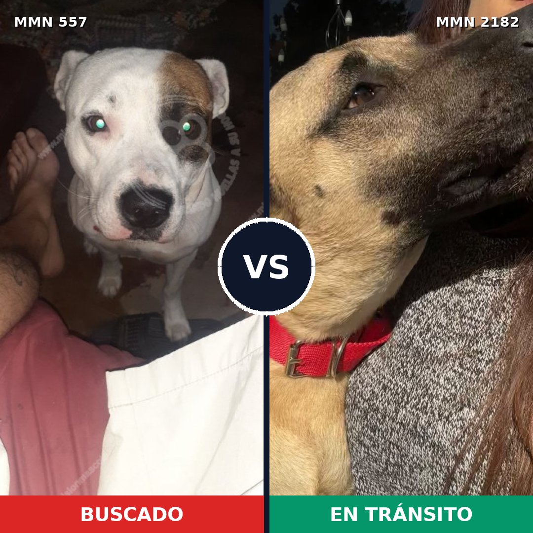 Comparativa MMS 65416: mascota perdida y mascota encontrada, 42% de similitud