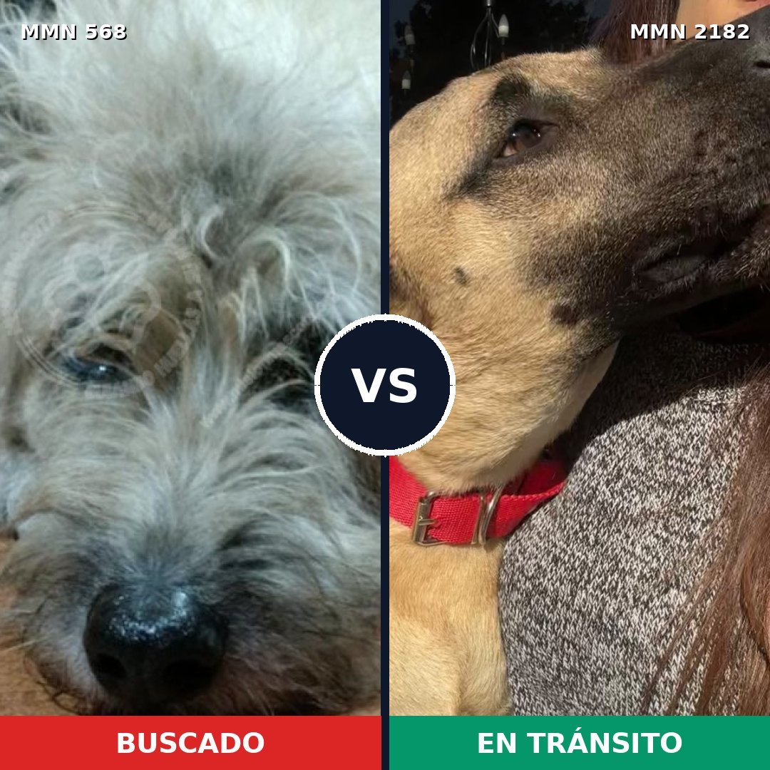 Comparativa MMS 65417: mascota perdida y mascota encontrada, 58% de similitud