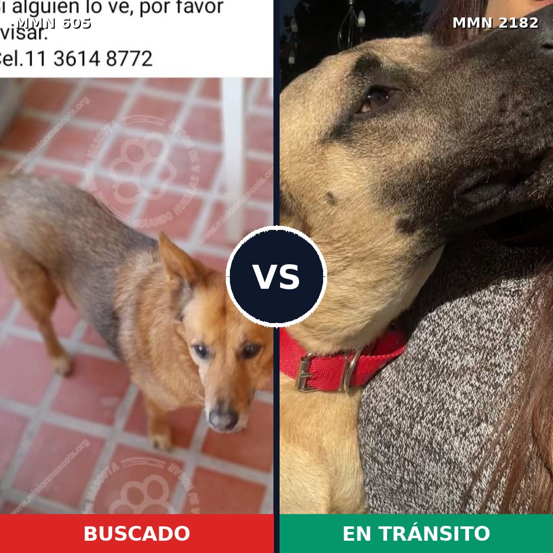 Comparativa MMS 65419: mascota perdida y mascota encontrada, 68% de similitud