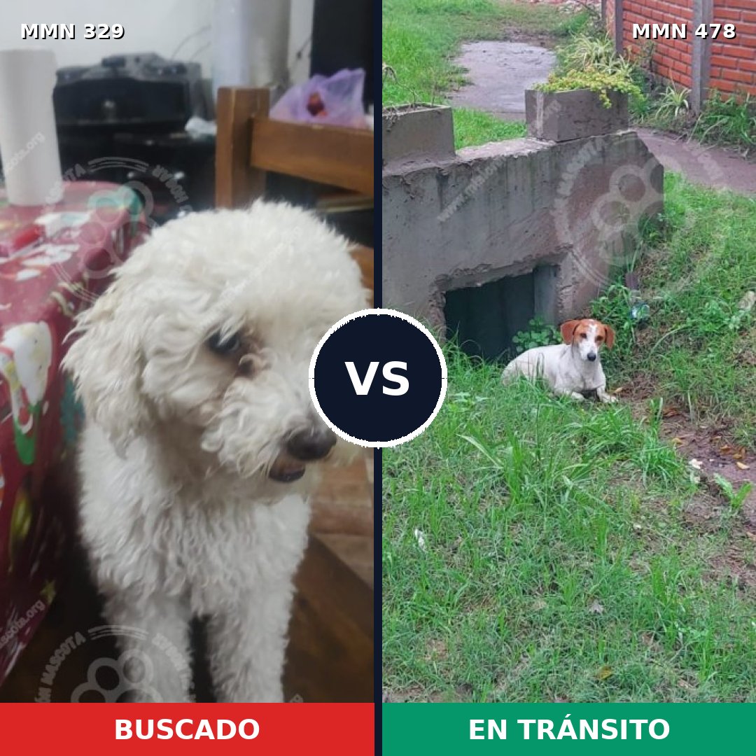 Comparativa MMS 6542: mascota perdida y mascota encontrada, 46% de similitud