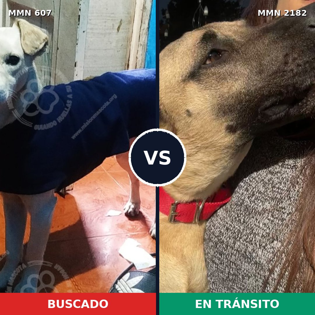 Comparativa MMS 65420: mascota perdida y mascota encontrada, 68% de similitud