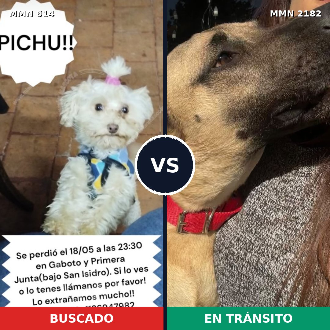 Comparativa MMS 65422: mascota perdida y mascota encontrada, 40% de similitud