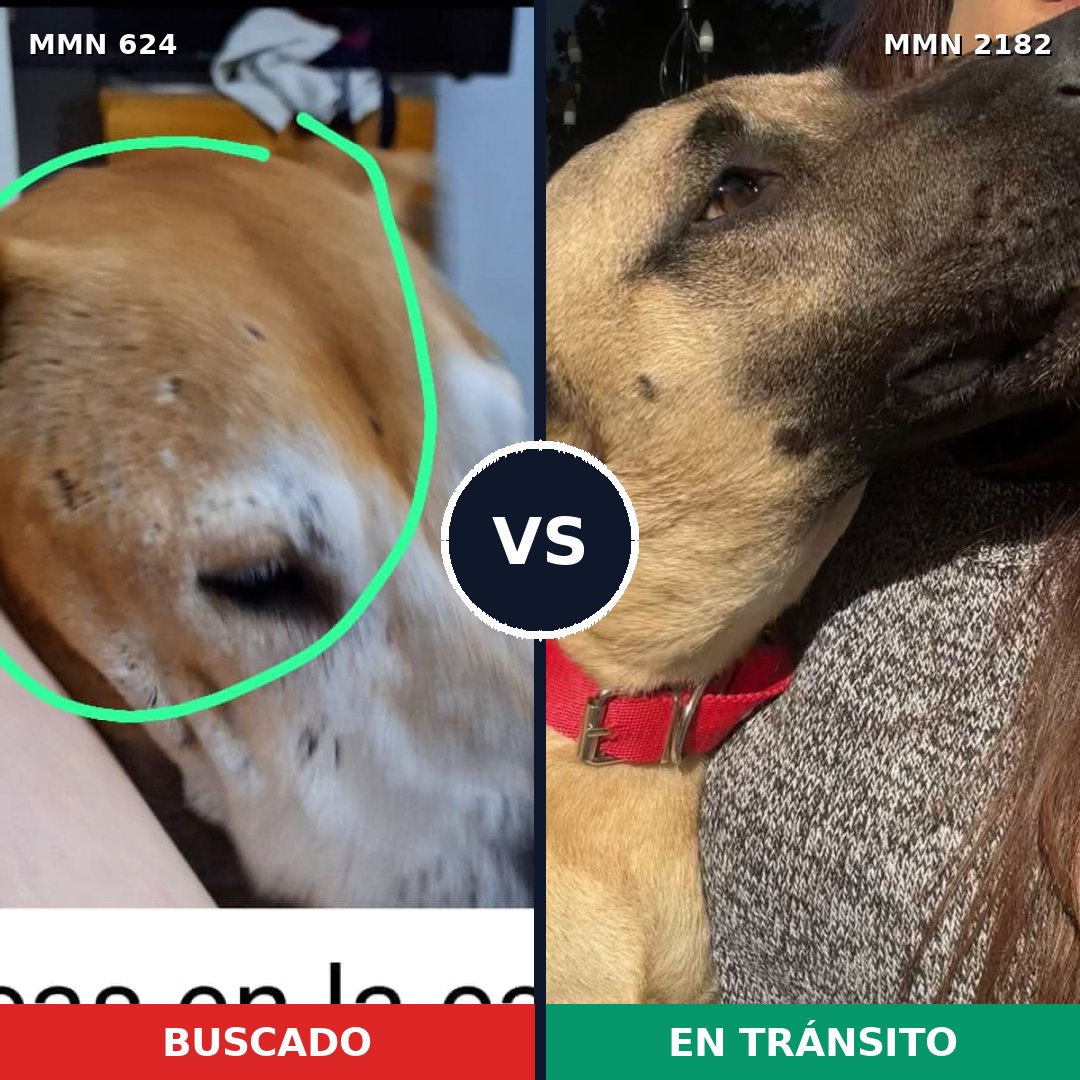 Comparativa MMS 65423: mascota perdida y mascota encontrada, 46% de similitud