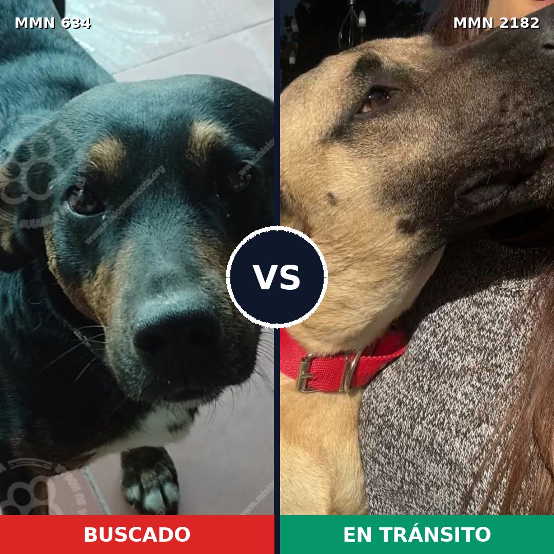 Comparativa MMS 65424: mascota perdida y mascota encontrada, 54% de similitud