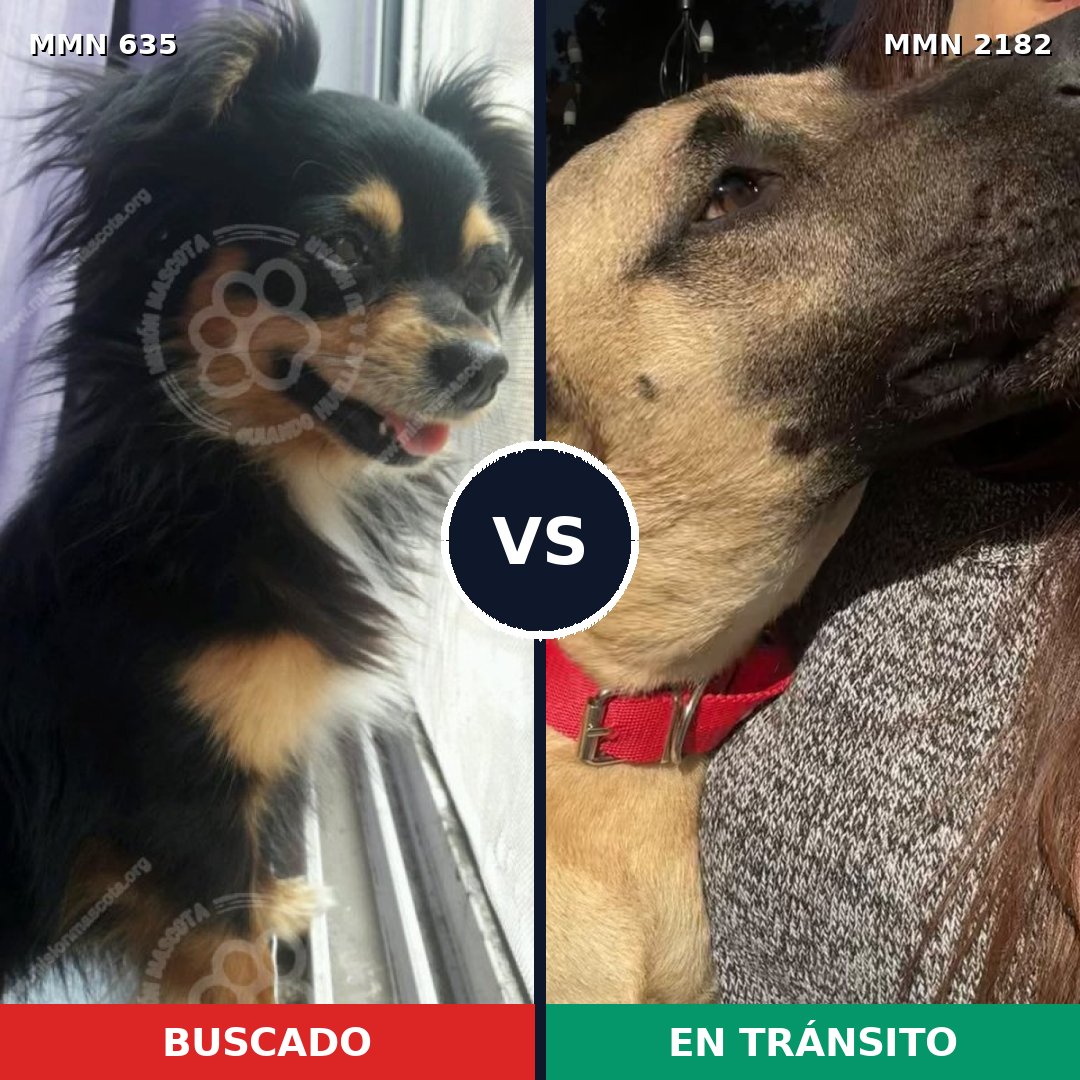 Comparativa MMS 65425: mascota perdida y mascota encontrada, 22% de similitud
