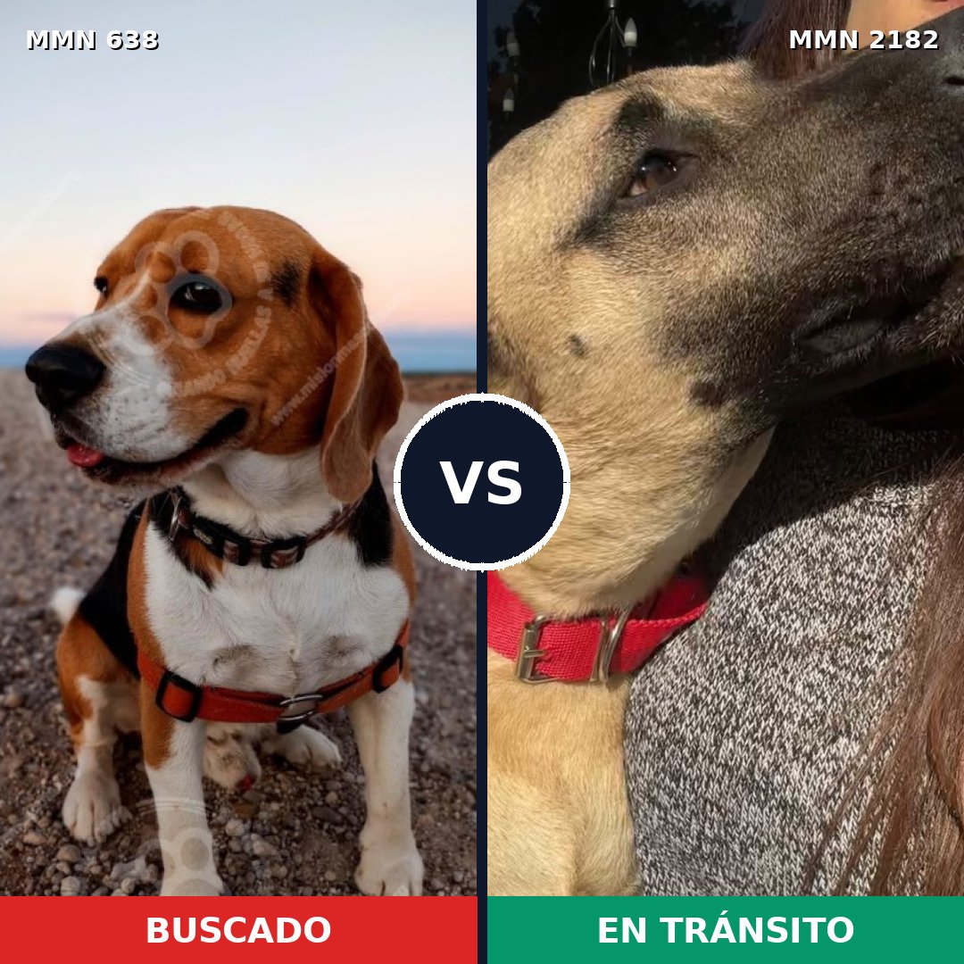 Comparativa MMS 65426: mascota perdida y mascota encontrada, 18% de similitud