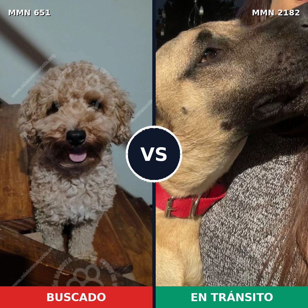 Comparativa MMS 65428: mascota perdida y mascota encontrada, 31% de similitud