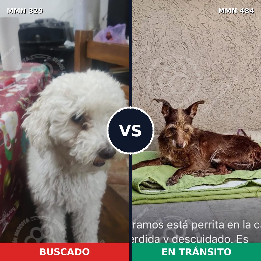 Comparativa MMS 6543: mascota perdida y mascota encontrada, 36% de similitud