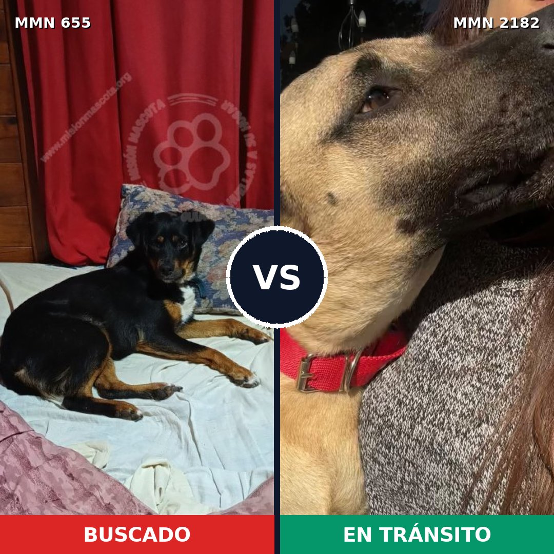 Comparativa MMS 65430: mascota perdida y mascota encontrada, 40% de similitud