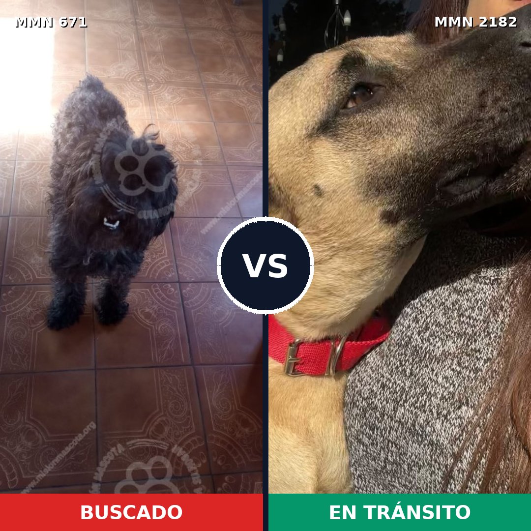 Comparativa MMS 65431: mascota perdida y mascota encontrada, 20% de similitud