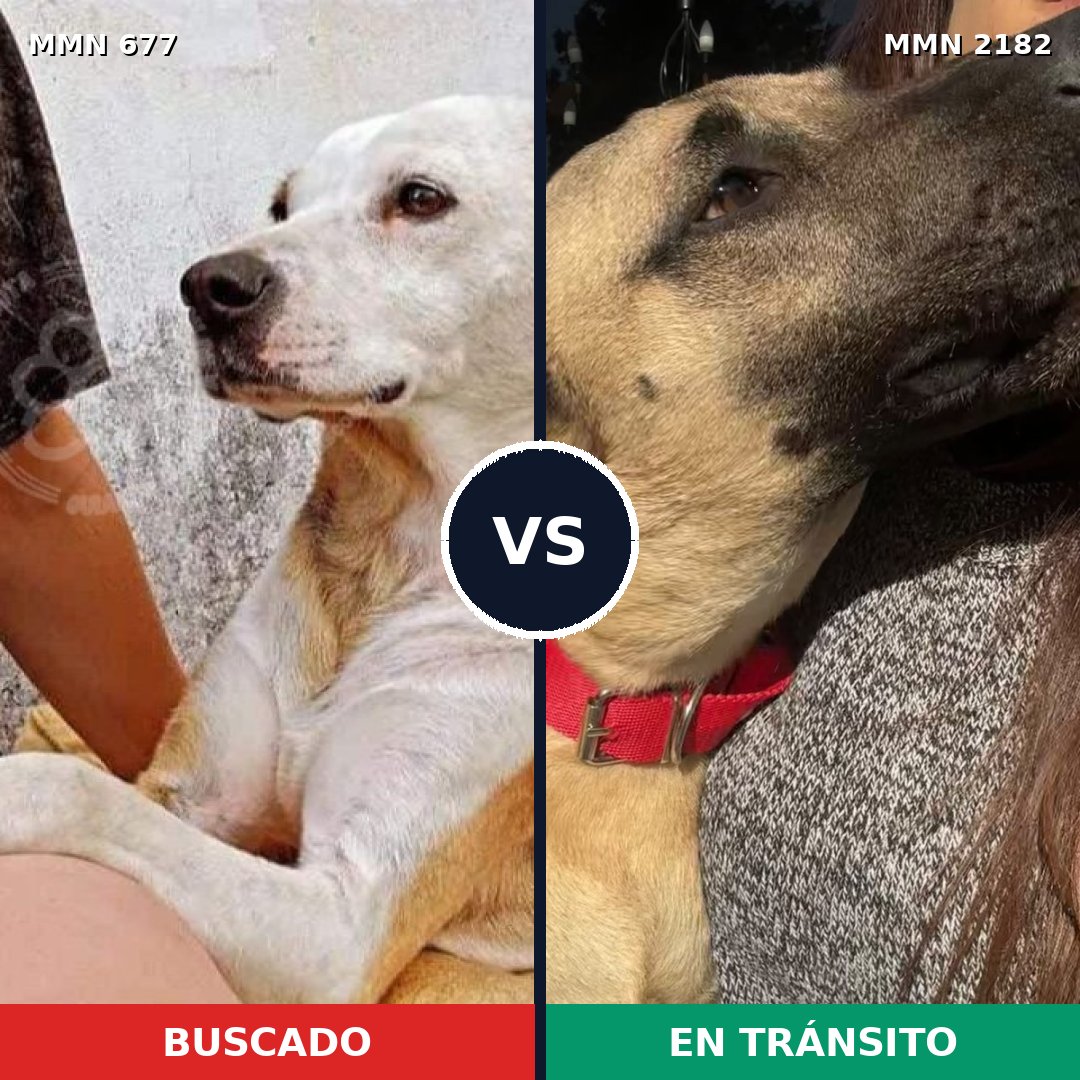 Comparativa MMS 65432: mascota perdida y mascota encontrada, 57% de similitud