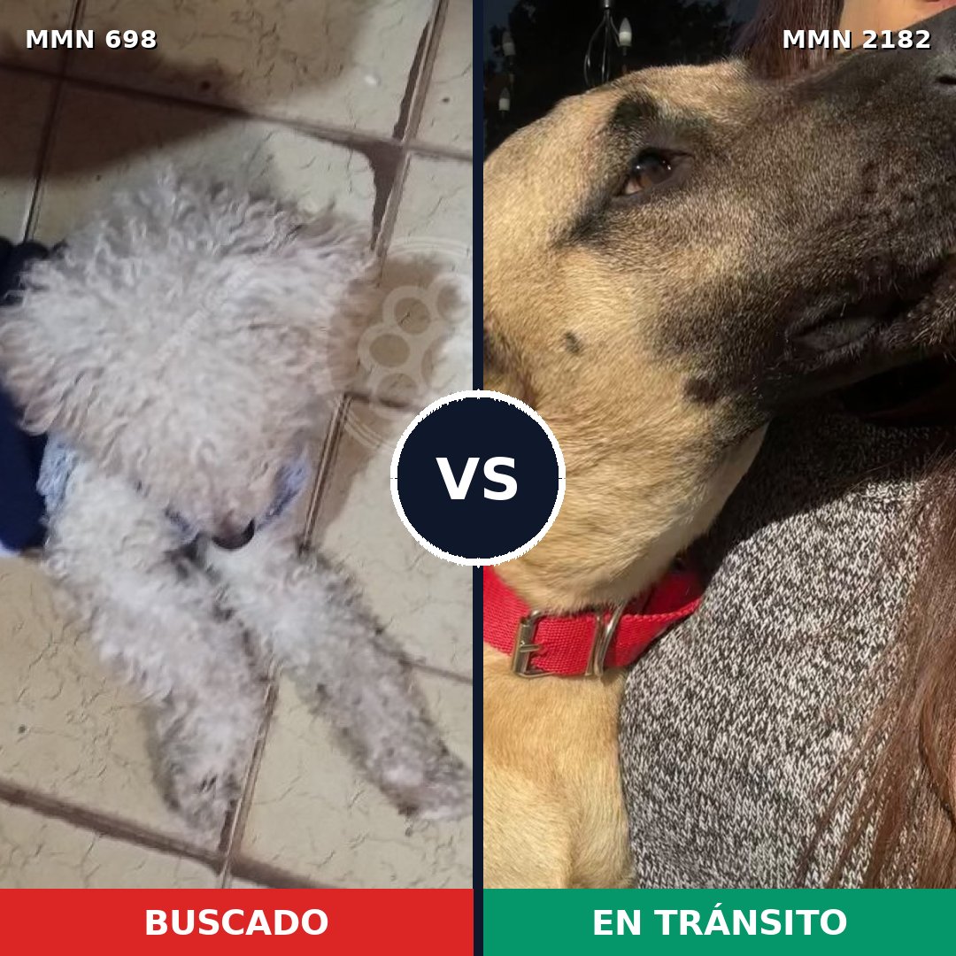 Comparativa MMS 65433: mascota perdida y mascota encontrada, 30% de similitud