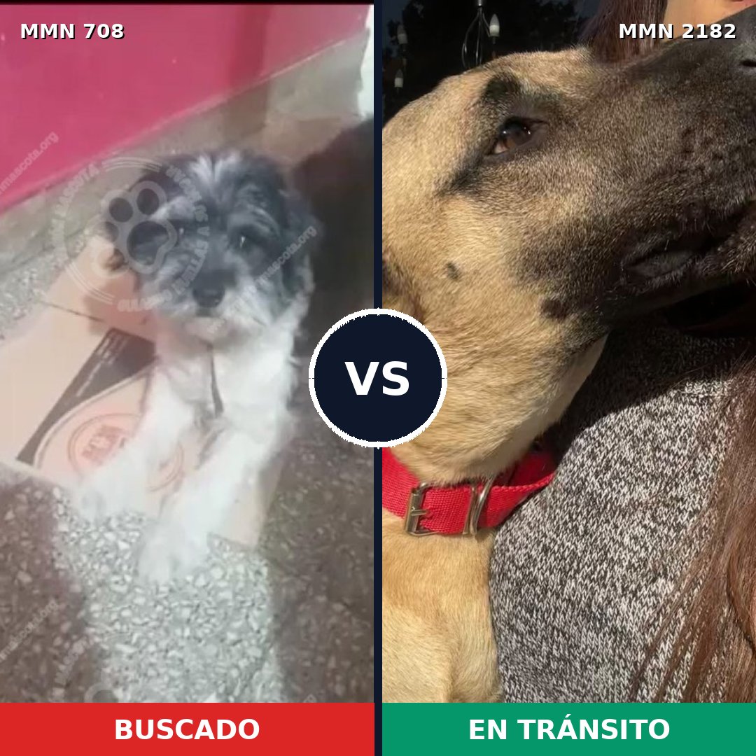 Comparativa MMS 65434: mascota perdida y mascota encontrada, 27% de similitud